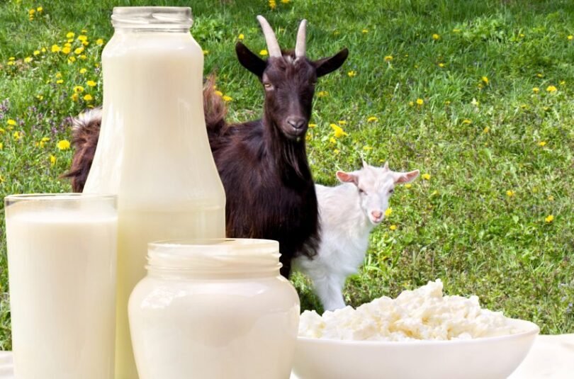 Người Trung Đông có lý do tiêu thụ sữa dê hơn sữa bò